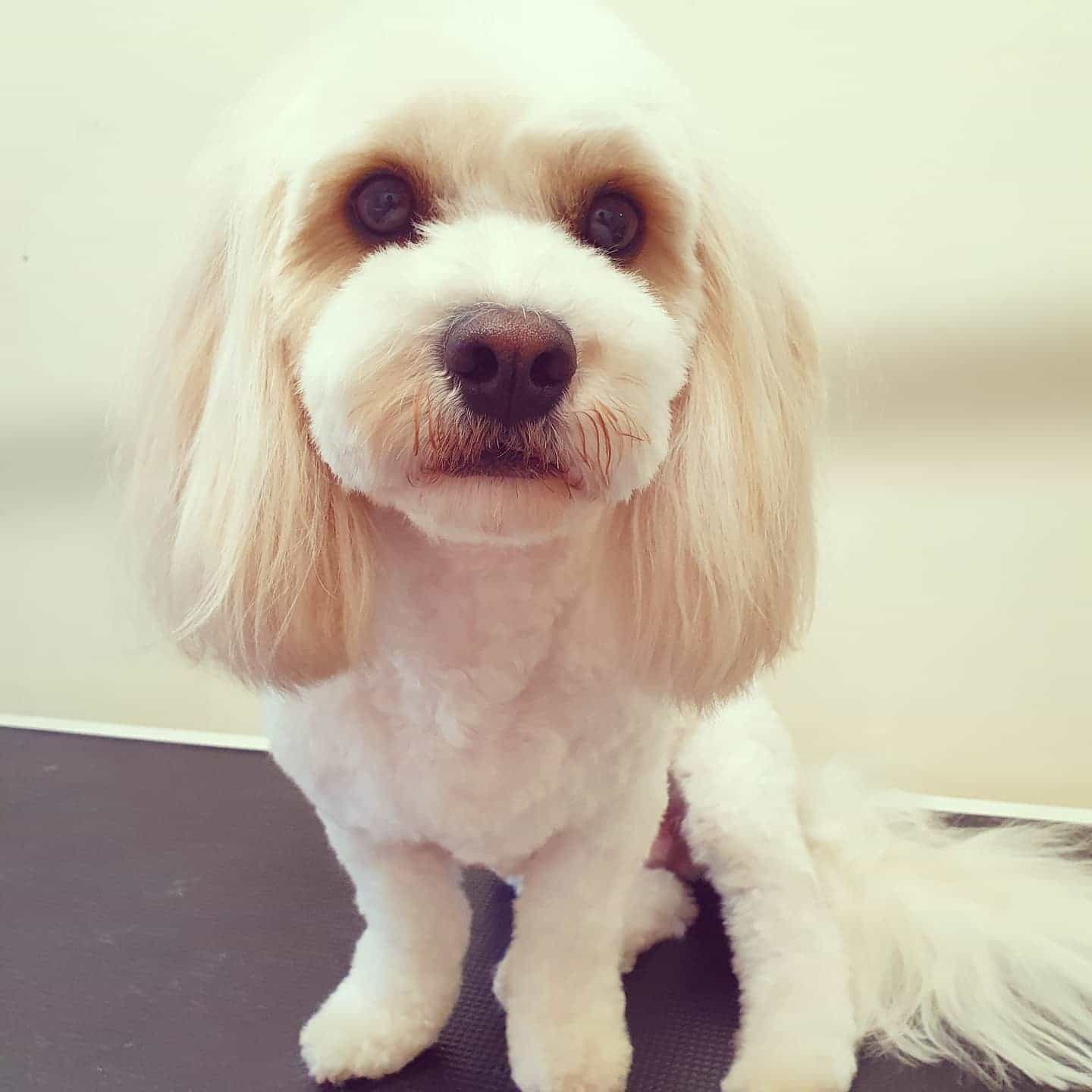 worthing dog groomer - rupert - cavachon